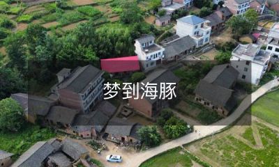 在梦中和友善的海豚共舞的故事：探索我们与海洋生态之间深刻的关联