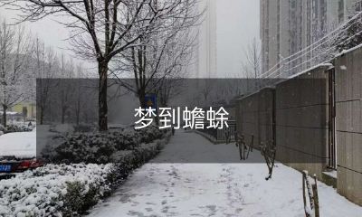 梦中遇见蟾蜍的惊人体验：一种神秘之物的预示？