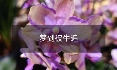 悠闲田园生活中，梦到自己被一只巨大的牛追赶，令人心惊胆跳的经历