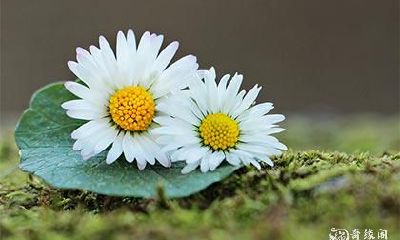 在八字时柱中出现童子煞代表什么意义？童子命代表祖先积德是否成立？