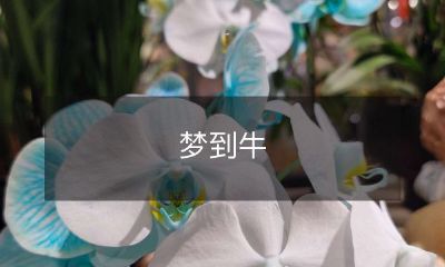 在梦中遇见一只蹦跳着的牛：探索梦境中的象征、神秘与可能性