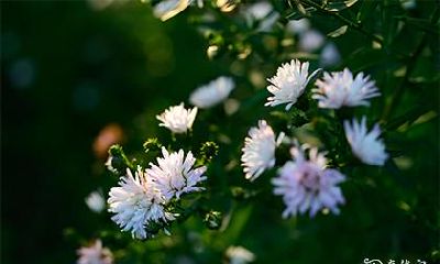 探究八字神煞是否能带来好运：详述四柱神煞中哪些是吉神常驻？