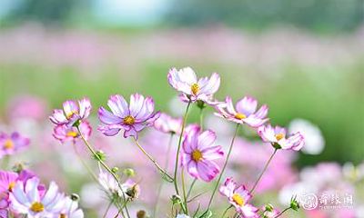 根据八字日支伏吟，配偶势力对婚姻的影响很大？夫妻宫伏吟是否一定导致离婚？