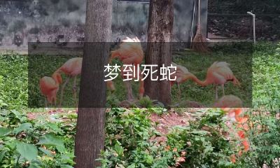 梦见躺在床上突然被一条静静的死蛇盯着，被吓醒的你是否感到恐惧不已？