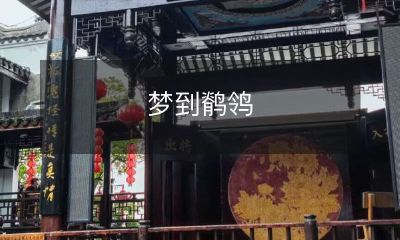 梦中遇见飞翔的鹡鸰，让我感受到了自由和希望的存在
