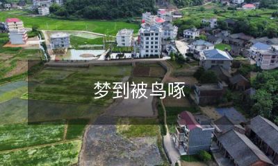 鸟儿啄食我身，如梦幻般的惊险体验