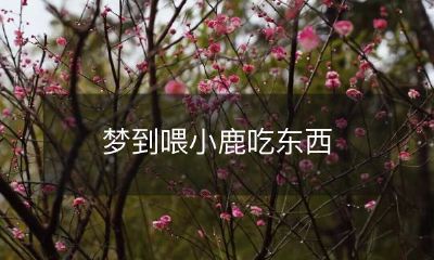 在我梦中的情景：我正在喂小鹿吃美食，感受到前所未有的幸福与喜悦