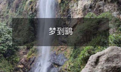 嬉戏飞翔的鹞鸟：探索梦境中神秘伙伴的追踪与探寻