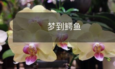 在梦中遭遇鳄鱼的恐惧与不安，令人惊醒后仍心有余悸的体验