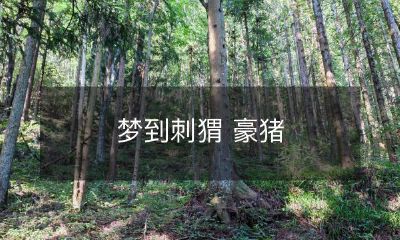 公主与刺猬豪猪的梦幻故事：一场奇妙的遇见与生命的启示