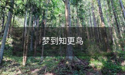 在我的梦中，我遇见了一只美丽的知更鸟：一场关于自由、正义和信仰的深刻感悟