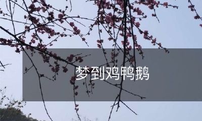 在梦中看到鸡、鸭、鹅：神秘的象征意义、可能的解释和解析方式