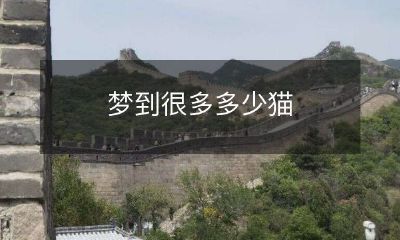 夜晚的幻境：扑朔迷离中涌现出无数猫咪的梦境？