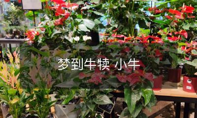 在梦中看到牛犊的不可思议经历：一匹年轻的小牛与它的令人心醉的故事