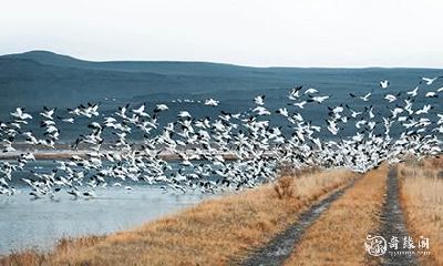 房子是风水宝地的显著征兆：探究哪些动物会出现在好的风水宝地中