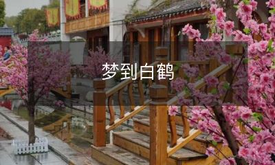 在梦中遇见一对自由翱翔的白鹤，感受到祥和与自由的精神启示