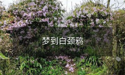 我在梦中遇到了一只优美的白颈鸦：探究梦境中神秘动物的象征意义与隐含信息