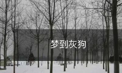 在梦中遇见了一只灰色的狗，让我想起了过去的回忆和未来的可能性