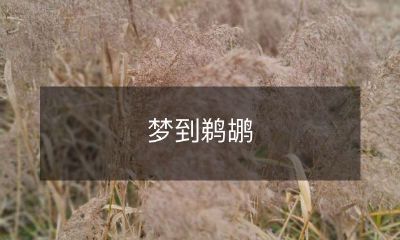 梦见神秘而美丽的白色长颈鹿-鹈鹕，这是一场令人惊叹的梦境体验！