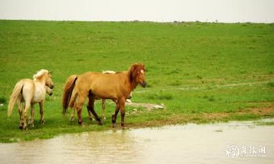 2023年2月15日属马人的运势正能量爆棚，专注追求目标不分心才能获得成功与好运！
