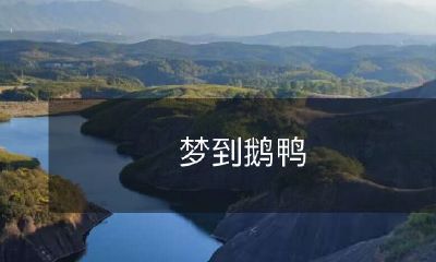 在梦中尽览鸭和鹅的缤纷秀色