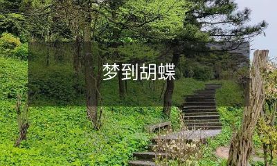 在梦中遇见胡蝶：探讨梦境中的世界和自我认知