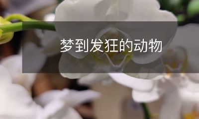 在梦中遇见疯狂凶猛的野兽：探讨梦境中的动物恐怖体验