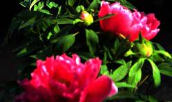 家居哪些风水有利于夫妻关系