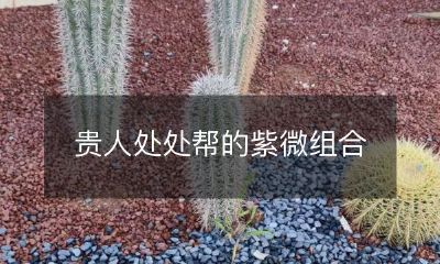 贵人处处帮的紫微组合