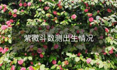 紫微斗数测出生情况