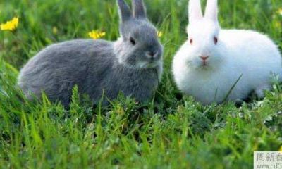 2022年1月属兔的人运势及运程好吗