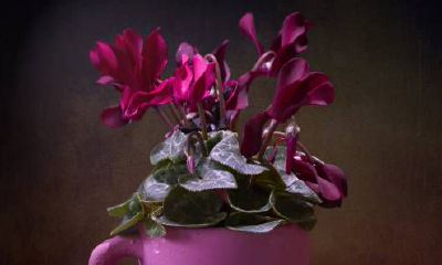 四两命性格分析 四两命的命运发展怎么样