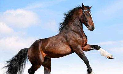 2021年6月生肖属马人如何找财神方位 6月属马财运怎么样