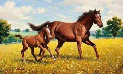 生肖属马人的性格特点 属马人的性格是什么样的