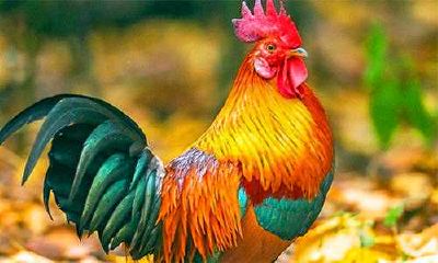 生肖鸡女在恋爱多久后会想起前男友