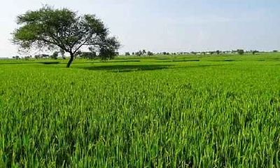 1993年8月出生属鸡是什么命 感情婚姻好不好