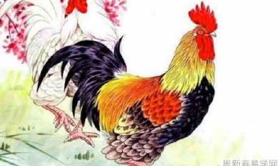 1981年属鸡女人2022年上半年运势怎么样