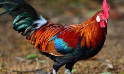 生肖属鸡女人2021年和什么生肖属相最配