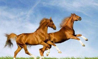 十二生肖马的来历,生肖马的传说,故事,属马的寓意