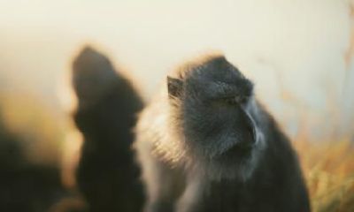 生肖猴男和鸡女配吗 在一起要注意什么