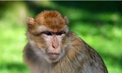 2023年属猴人的桃花运势怎么样 感情会如何发展