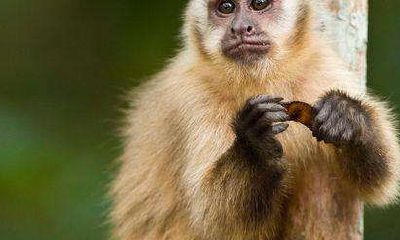 属猴2022年8月运势及运程解读 2022年8月属猴人的运势如何