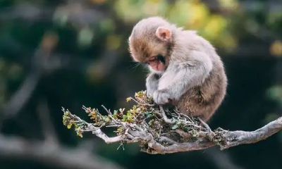 2023年属猴的人婚姻运势如何 适合结婚吗