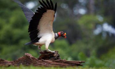 2023年属猴人最旺财运的月份查询