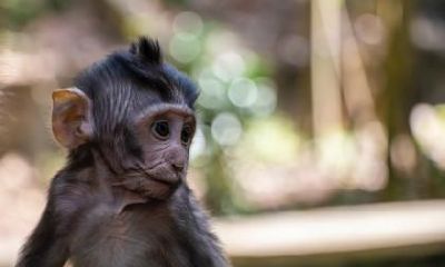 属马女和属猴男的婚姻如何 会离婚吗