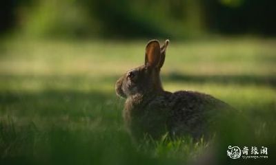 属兔的取名字宜用字 2023年属兔人起名字