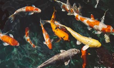 怎样让自己天天运气旺 女人戴什么招财最灵验