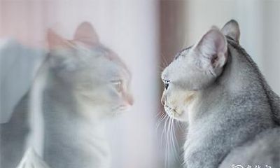 半夜有猫跟着回家是好兆头吗 晚上家里来猫预示什么