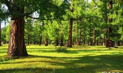青龙位种什么树最好 屋旁种什么树最旺风水
