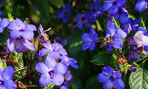 佩戴什么会让属马人幸运值飙升